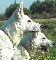 Jundhunde weisser Schäferhund, Wachsamkeit, Begleithund, Wachhund, 